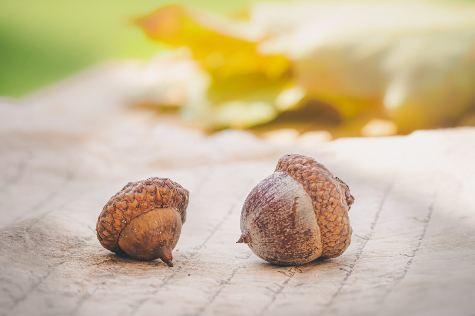 close up photo of two acorns